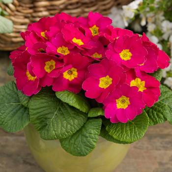 Primula acaulis 'Danessa Pink Shades' 