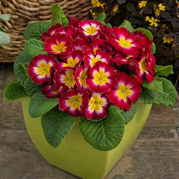 Primula acaulis 'Danessa Rose Bicolor' 