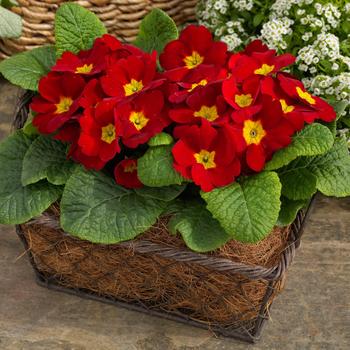 Primula acaulis 'Danessa Scarlet' 