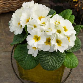 Primula acaulis 'Danessa White' 