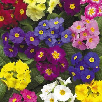 Primula polyantha 'Supernova Mix' 