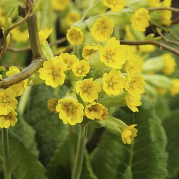 Primula veris 'Yellow' 