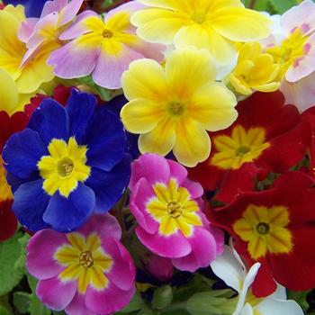 Primula polyantha 'Pacific Giants' 