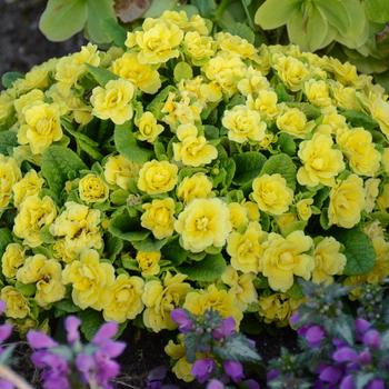 Primula vulgaris 'Kerbelbut' 