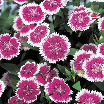 Dianthus chinensis x barbatus