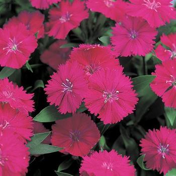 Dianthus chinensis x barbatus Telstar™ Purple