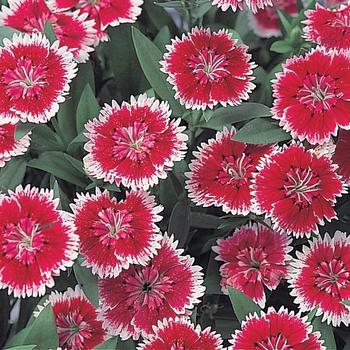 Dianthus chinensis x barbatus Telstar™ Picotee