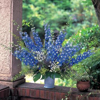 Delphinium elatum 'Aurora Blue'