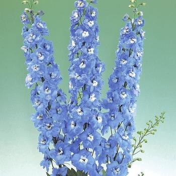 Delphinium elatum 'Aurora Light Blue'