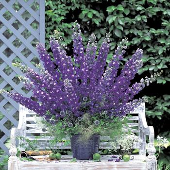 Delphinium elatum 'Aurora Deep Purple'