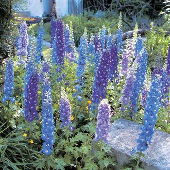 Delphinium elatum 'Aurora Mix' 