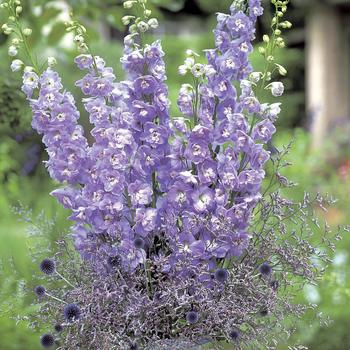 Delphinium elatum 'Aurora Lavender' 