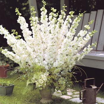 Delphinium elatum 'Aurora White'