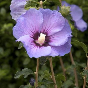 Hibiscus syriacus 'Boule de Feu' 