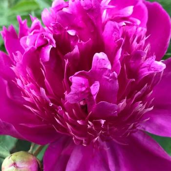 Paeonia lactiflora 'Purple Spider' 