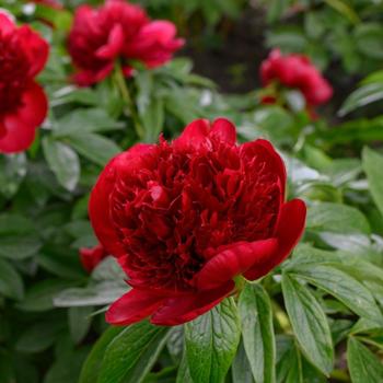 Paeonia 'Red Charm' 