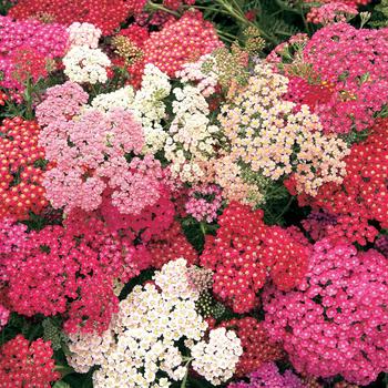 Achillea millefolium 'Summer Berries' 