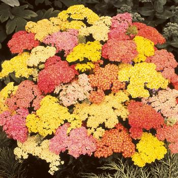 Achillea millefolium 'Summer Pastels'