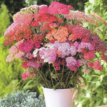 Achillea millefolium Flowerburst™ 'Red Shades'