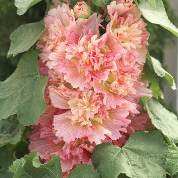 Alcea rosea Spring Celebrities 'Apricot'