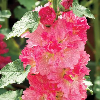 Alcea rosea Spring Celebrities 'Carmine-Rose'