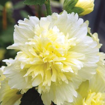 Alcea rosea Spring Celebrities 'Lemon'