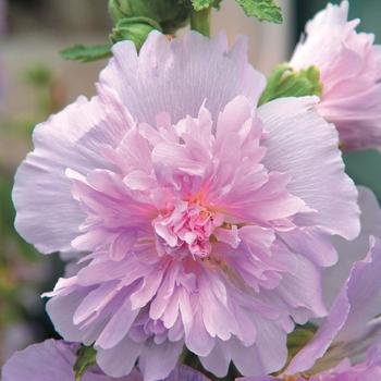 Alcea rosea Spring Celebrities 'Lilac'
