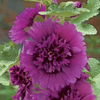 Alcea rosea Spring Celebrities Purple