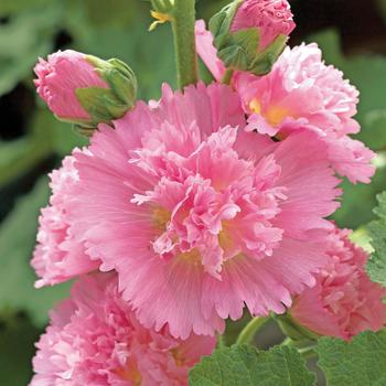 Alcea rosea Spring Celebrities 'Spring Celebrities Pink'