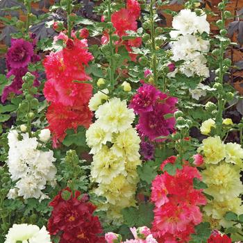 Alcea rosea Spring Celebrities 'Mix'