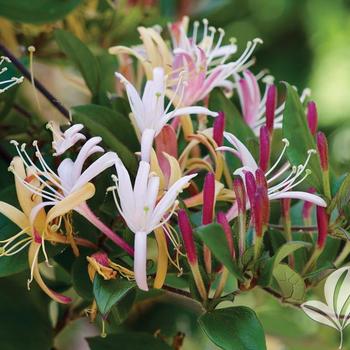 Lonicera prolifera