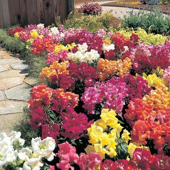 Antirrhinum majus Palette™ Series