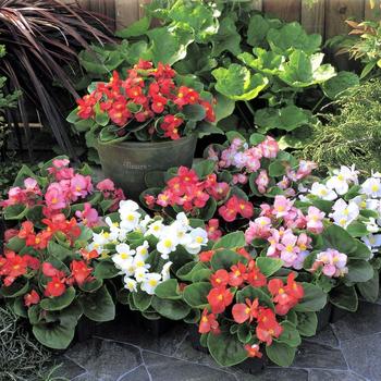 Begonia semperflorens