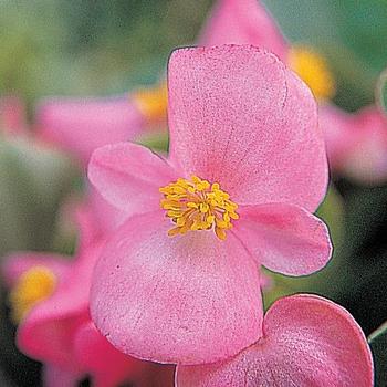 Begonia semperflorens