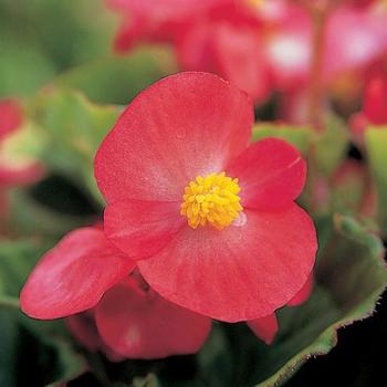 Begonia semperflorens