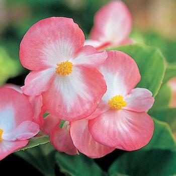 Begonia semperflorens