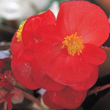 Begonia semperflorens