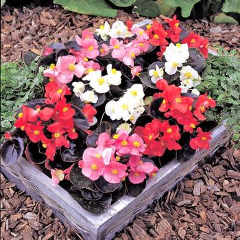 Begonia semperflorens