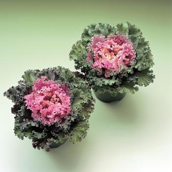 Brassica oleracea 'Kamome Pink'