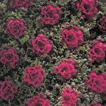 Brassica oleracea 'Glamour Red'