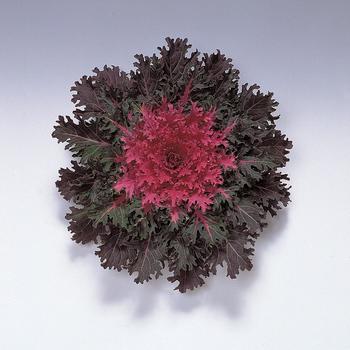 Brassica oleracea 'Coral Queen'