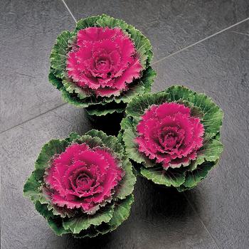 Brassica oleracea 'Song Bird Red' 