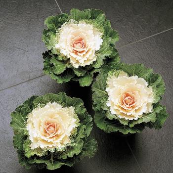 Brassica oleracea 'Song Bird White'