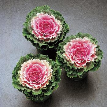 Brassica oleracea 'Song Bird Pink' 