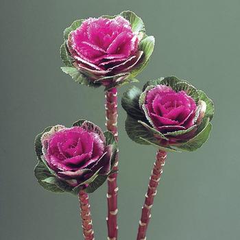 Brassica oleracea 'Lucir Rose' 