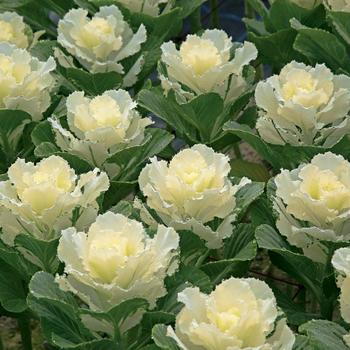 Brassica oleracea 'Flare White' 