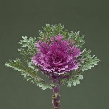 Brassica oleracea 'Feather Queen' 