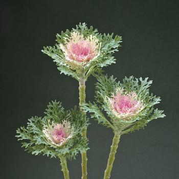 Brassica oleracea Crane™ 'Feather King'