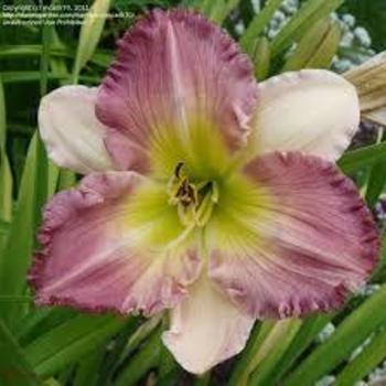 Hemerocallis 'Eleonore' 