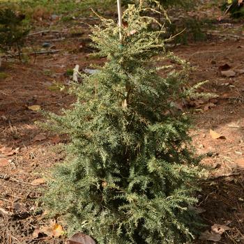 Tsuga canadensis 'Summer Snow'